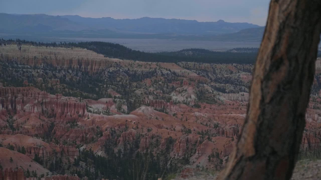 Passaggio di messa a fuoco da un albero agli hoodoos del Bryce Canyon.