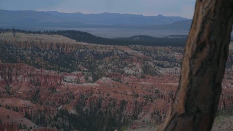 Rack focus from a tree to Bryce Canyon hoodoos.