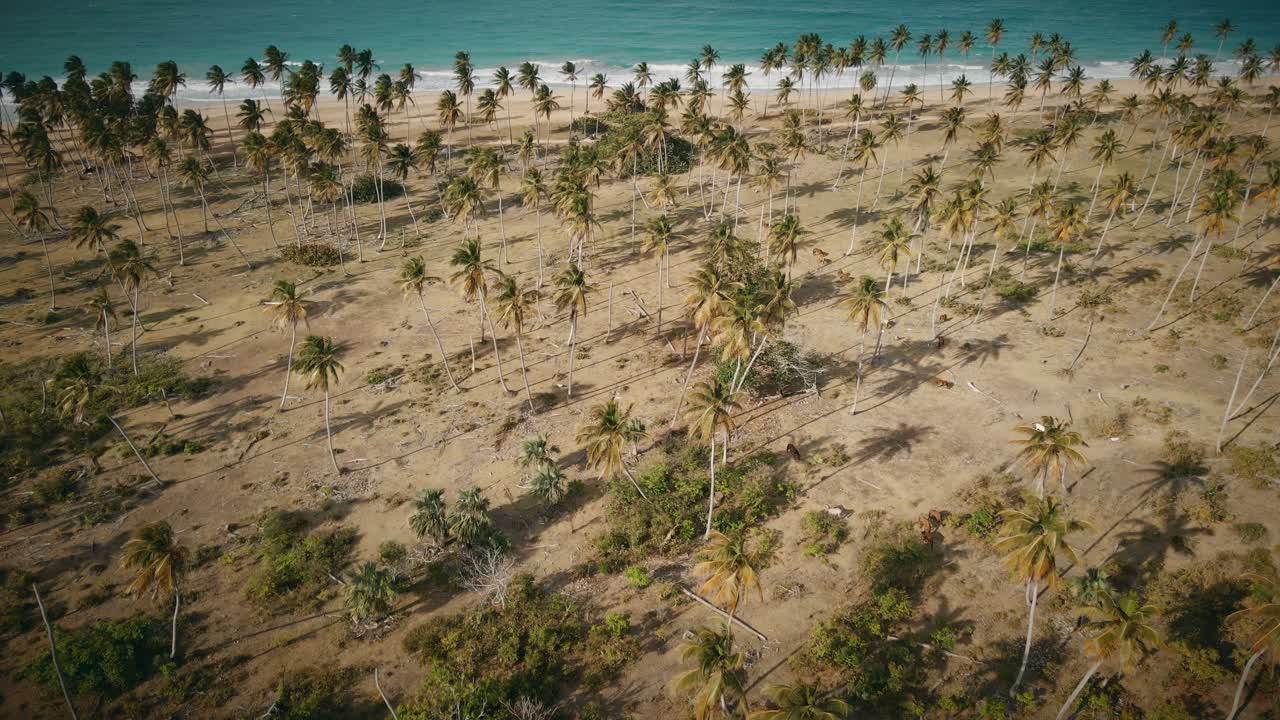 A stunning abundance of palm trees located on the beach by the ocean in Dominican Republic.