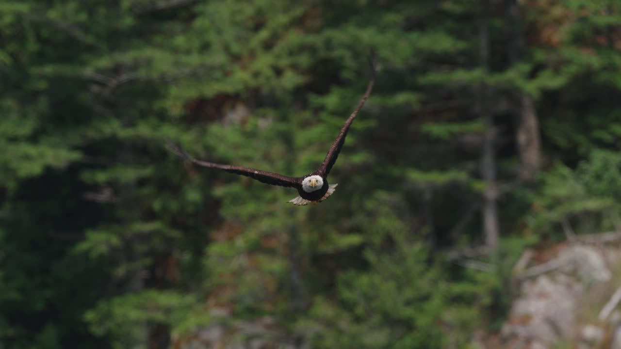 An eagle flying in slow motion looking for food over the ocean in Canada