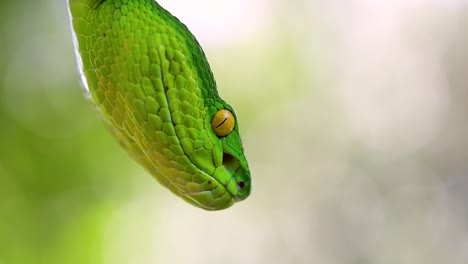 la víbora de labios blancos es una víbora venenosa endémica del sudeste asiático y a menudo se encuentra durante la noche esperando en una rama o rama de un árbol cerca de un cuerpo de agua con muchos alimentos