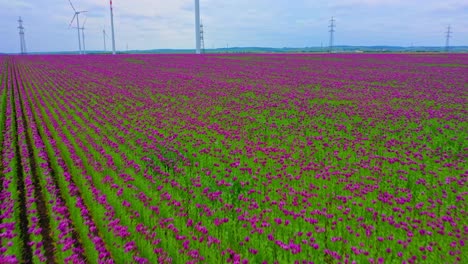Blühende-Mohnblumenfelder-Mit-Hoch-Aufragenden-Windturbinen,-Die-Sich-Gegen-Den-Blauen-Himmel-Drehen
