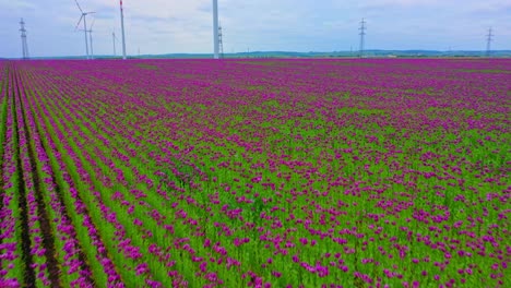 florecientes campos de flores de amapola con imponentes turbinas de viento girando contra el cielo azul