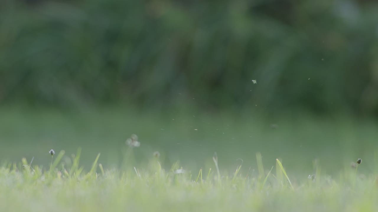 유라시아 어치는 겨울 동안 도토리를 따서 삼킨다.