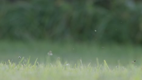 Eurasian-jay-picking-up-acorns-for-winter-and-swallows-them