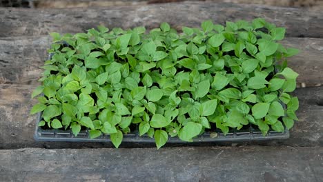 fresh green sweet basil leaves, close up