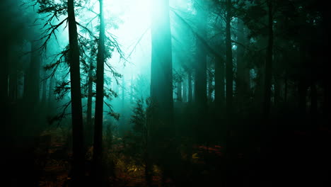 mysterious foggy forest