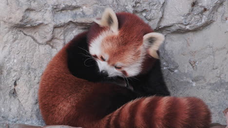 Red-Panda-grooming-itself-on-rock-ledge-in-zoo,-close-up