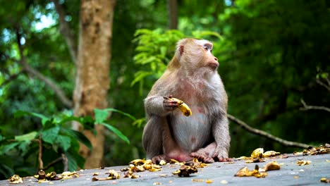 the monkey eats a banana and looks around in surprise. wild nature, the natural habitat of monkeys