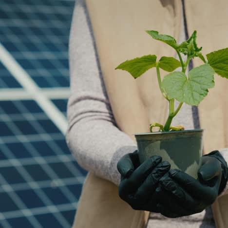 Agricultor-Tiene-Plántula-En-Sus-Manos-Con-Paneles-Solares-En-El-Fondo