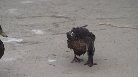 Ducks-at-the-Sepulveda-Wildlife-Reserve-in-Encino,-California