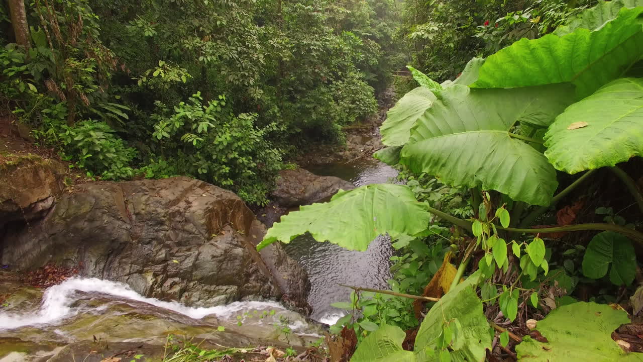 Inclinazione verso il basso da una foresta tropicale a un fiume che scorre