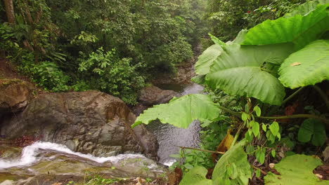 Inclinarse-Hacia-Abajo-Desde-El-Bosque-Tropical-Hasta-Un-Río-Que-Fluye