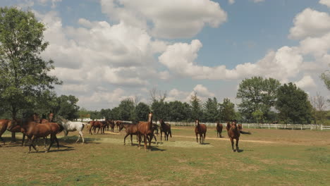 horses in a pasture on a sunny day