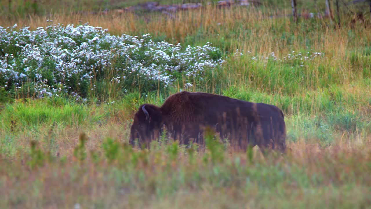 Pan shot of bison walking in autumn forest meadow, calf chasing after