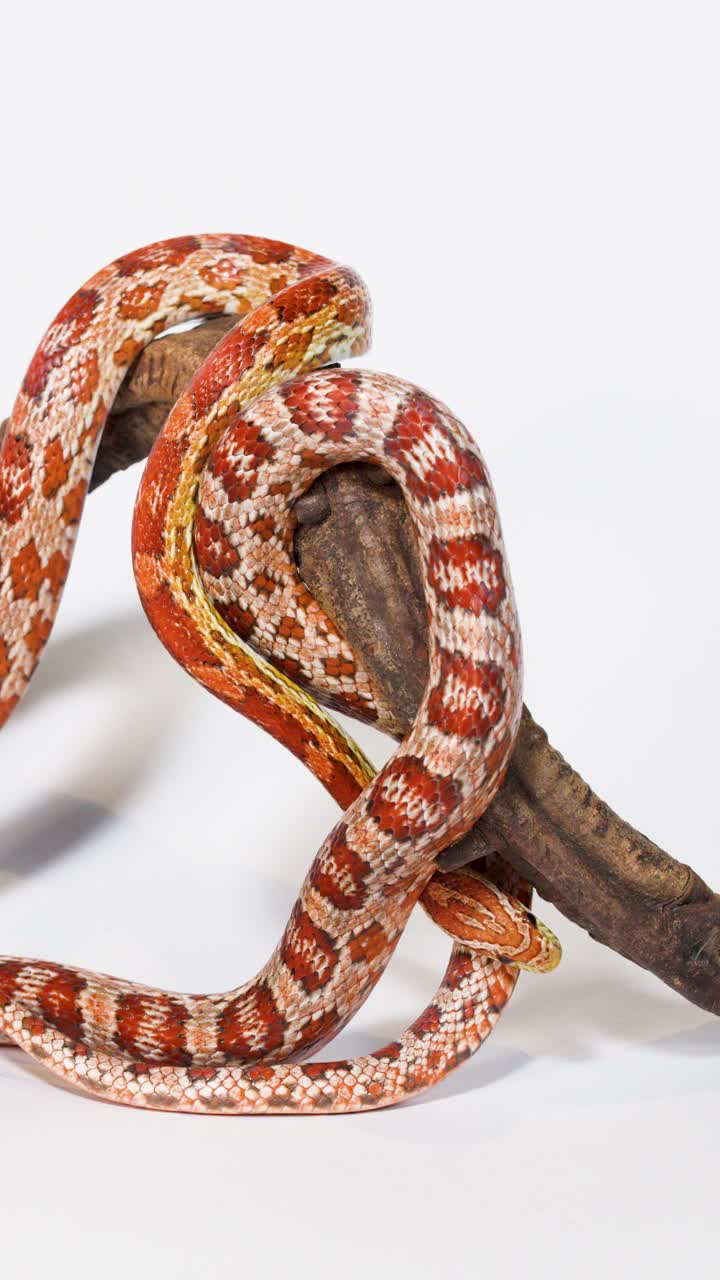 Serpente del grano rosso si avvolge e scivola lungo un ramo di legno in studio, con un'inquadratura ravvicinata stabile