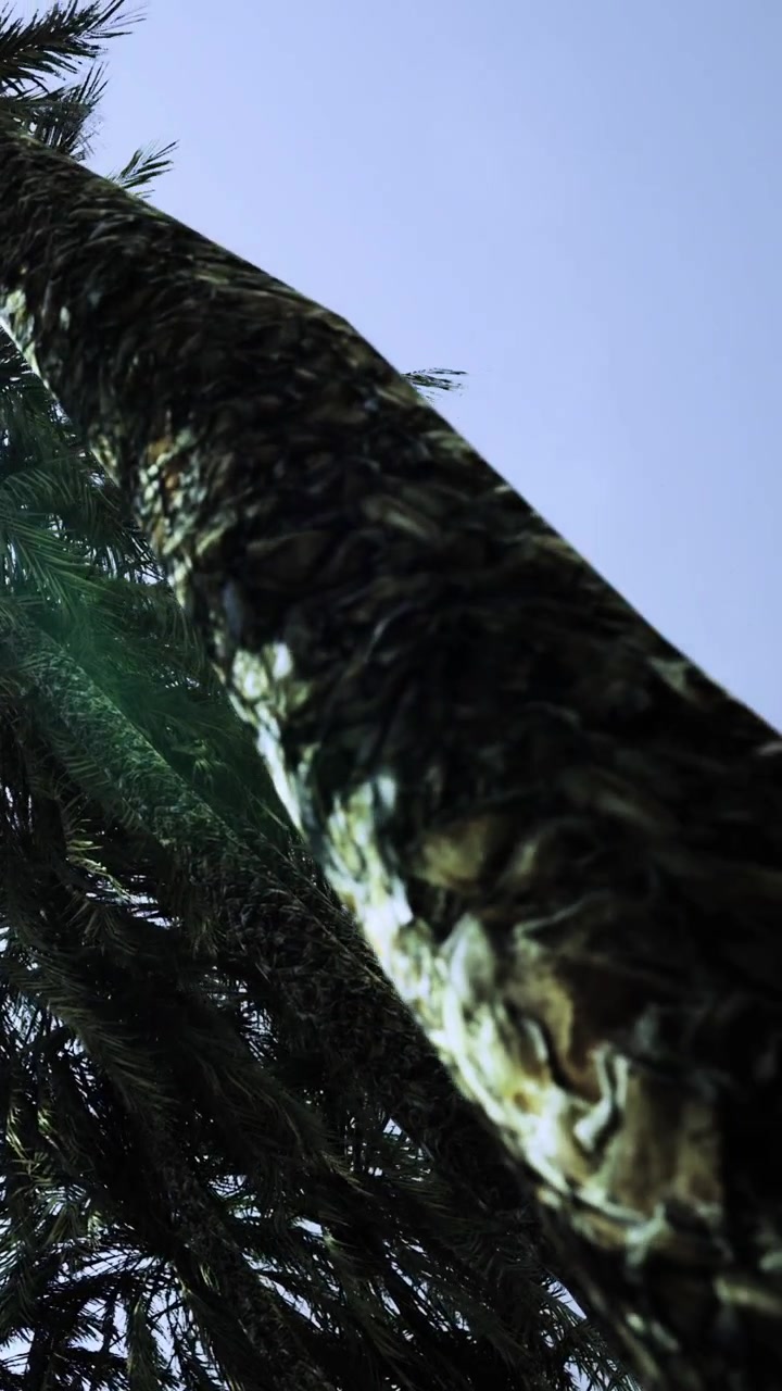 Vista di alte palme che si ergono verso il cielo in un ambiente soleggiato