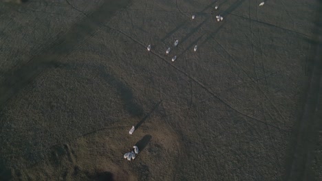 Folk-Of-Sheep-Grazing-On-The-Grassland-In-The-Countryside-Of-Ireland