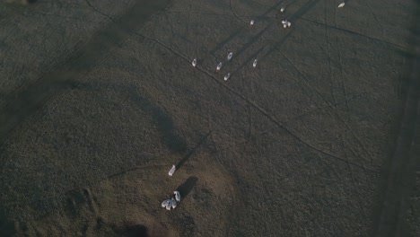 gente de ovejas pastando en los pastizales en el campo de irlanda