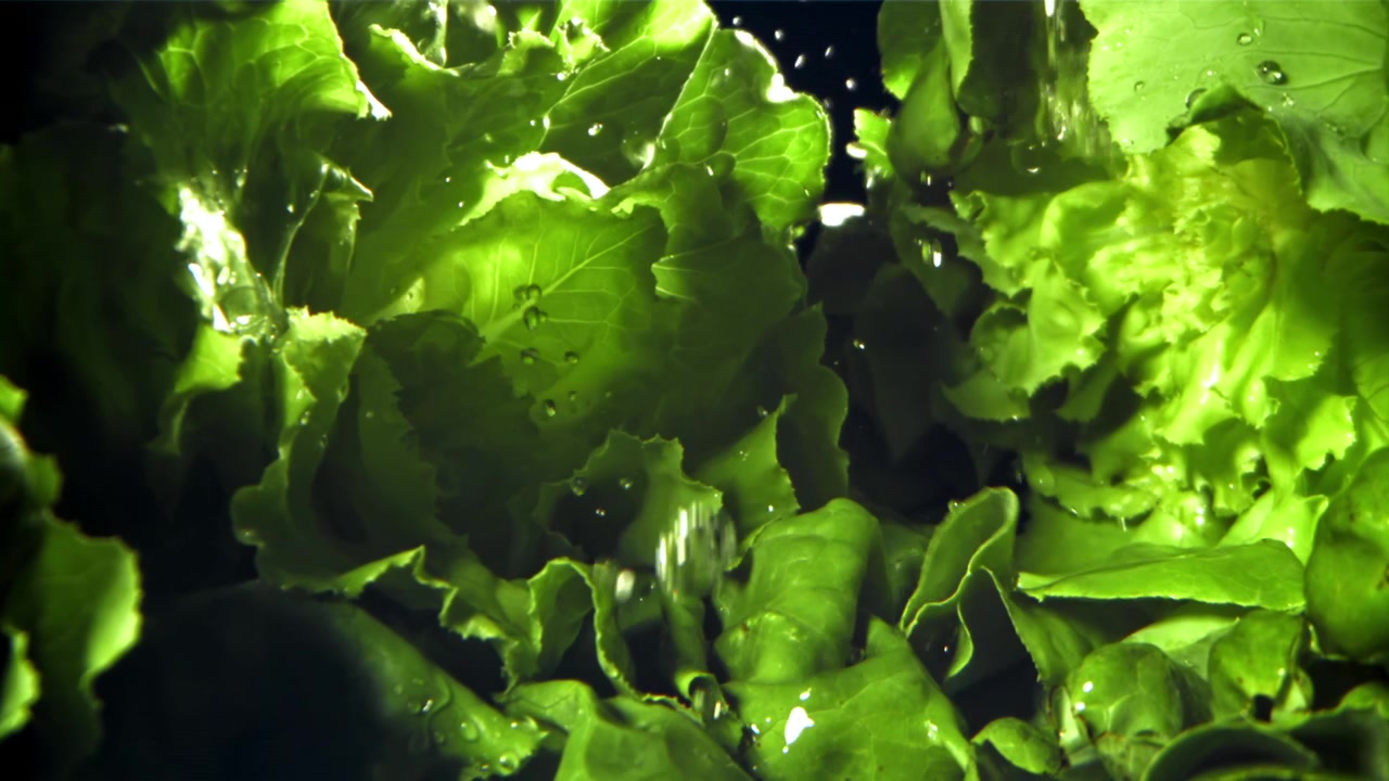 Water Droplets Falling on Fresh Green Lettuce Leaves