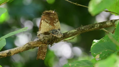 pájaro boca de rana, javan boca de rana, batrachostomus javensis