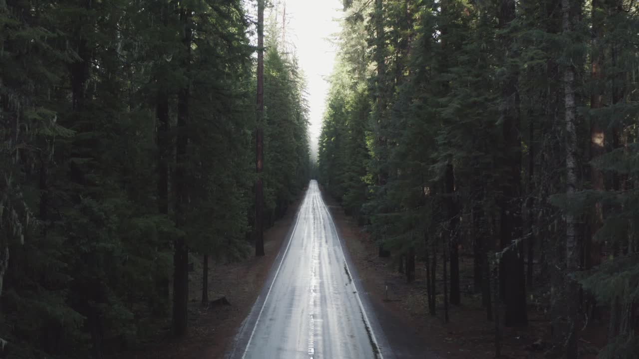 울창하고 울창한 상록수 숲을 통과하는 긴 직선 도로의 공중