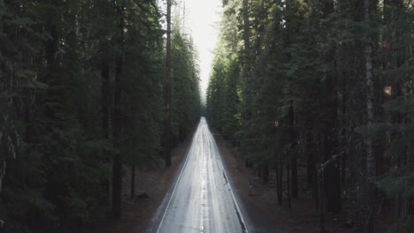 aerial of a long straight road through a dense and lush evergreen forest