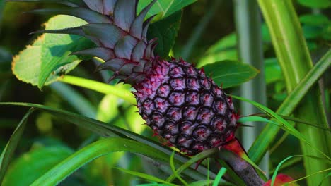 close-up of a small pineapple growing on a plant