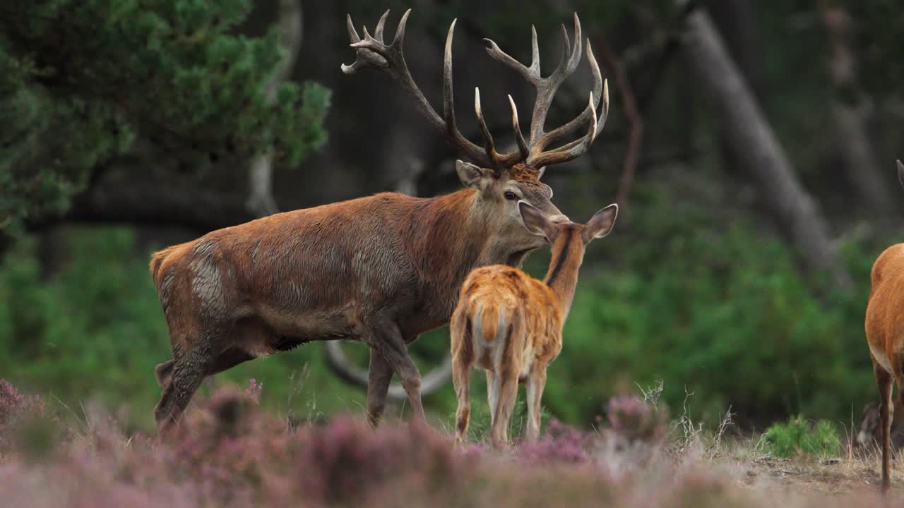 el ciervo rojo con impresionantes cuernos y pelaje fangoso camina entre el harén de ciervos