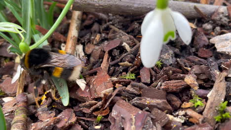 macro footage of bumblebee pollinating white flower during summer season