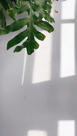 green plant leaf with shadows on a white surface