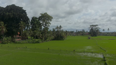 Rising-aerial-dolly-shot-of-large-rice-fields-with-lush-green-crops-on-the-plantation-near-residential-housing-neighborhood-in-Bali.-Straight-patterns-in-the-rice-field.