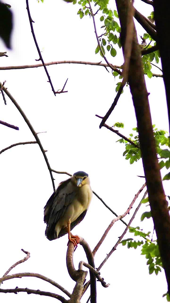 garza posada en un árbol en su hábitat natural