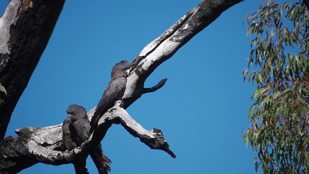 풋내기와 숲 붉은 꼬리 검은 앵무새 한 쌍