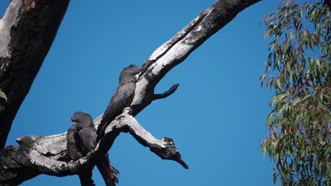 Par-De-Cacatúas-Negras-De-Cola-Roja-Del-Bosque-Con-Polluelos