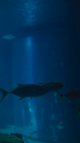 fish and marine life in a deep blue aquarium