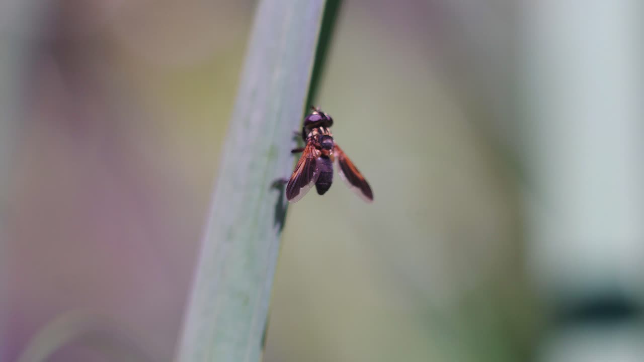 A dipteran perches on a leek leaf on a windy day