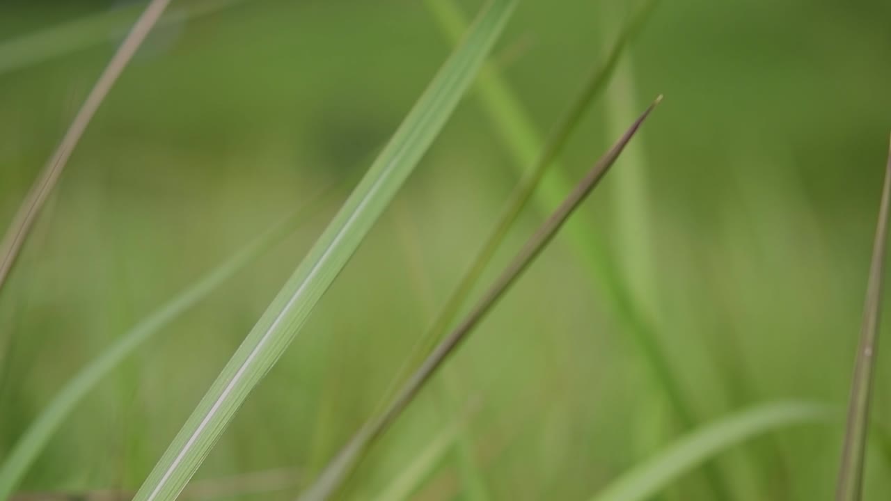 una hierba perenne originaria de asia tropical y subtropical y también introducida en varios países