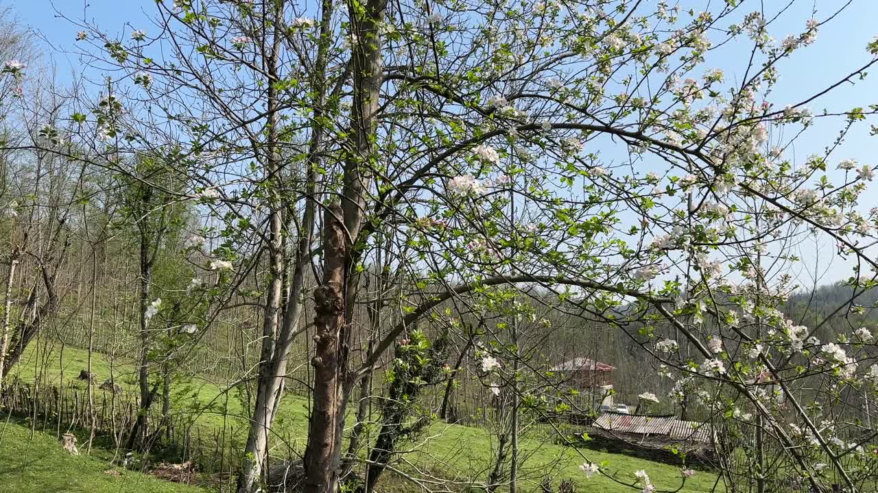 Highland wooden cottage and village in country side in forest mountain in northern states cherry plum agriculture little farm garden in nomad local people life culture delicious jam breakfast food