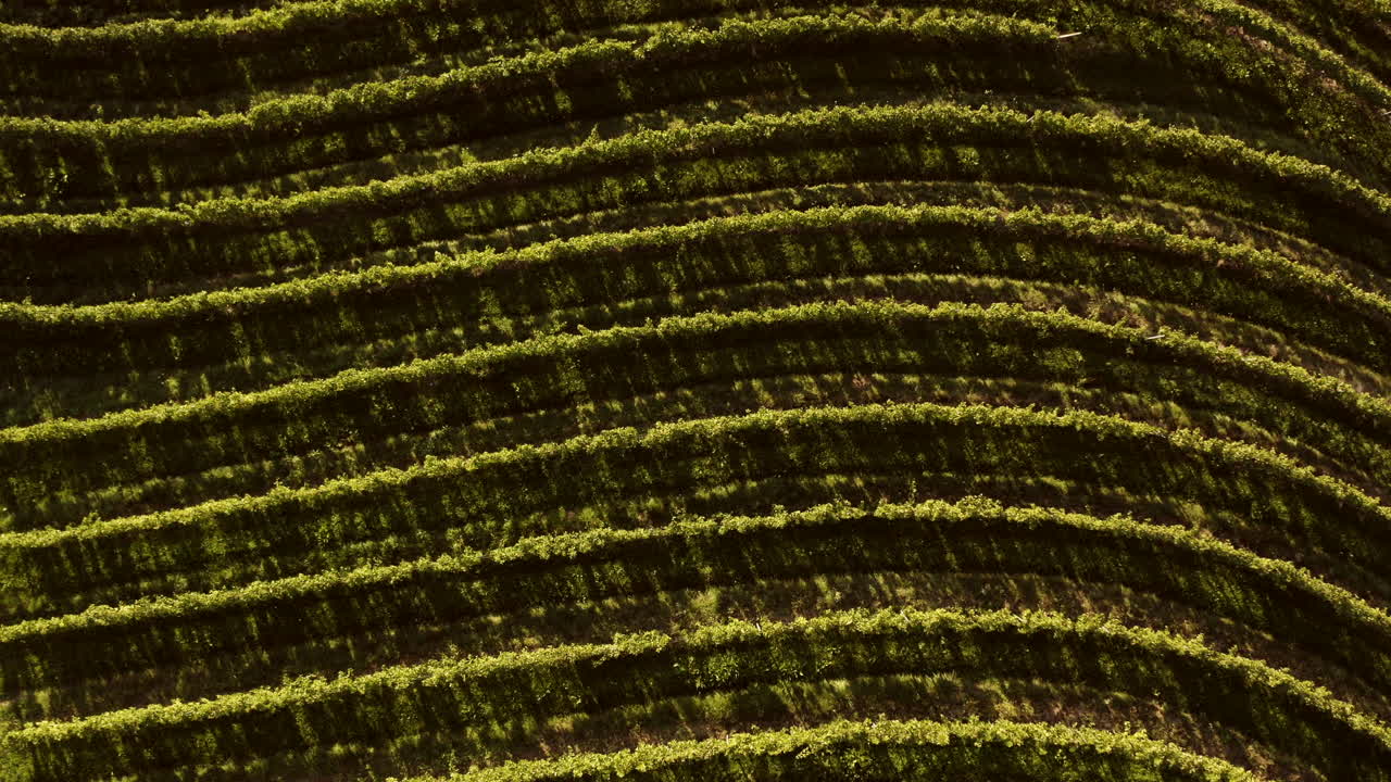 una vista aérea de un viñedo