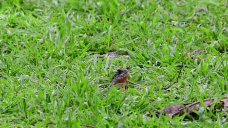 Butterfly-Lizard-On-Grassy-Ground-Looking-Around-At-Huai-Kha-Khaeng-Wildlife-Sanctuary-In-Thailand---close-up