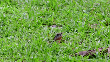 lagarto de mariposas en el suelo de hierba mirando alrededor del santuario de vida silvestre de huai kha khaeng en tailandia - cerrar