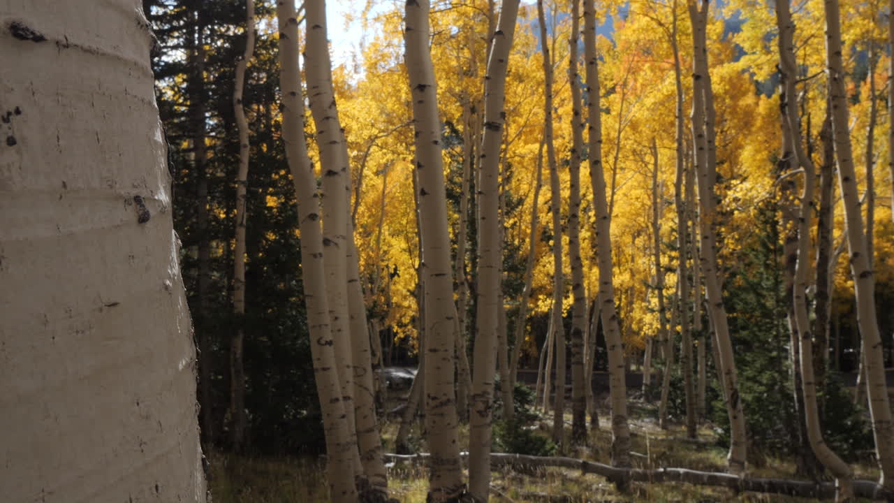 Boschetto di pioppi tremuli con foglie giallo oro nel pieno dei colori autunnali
