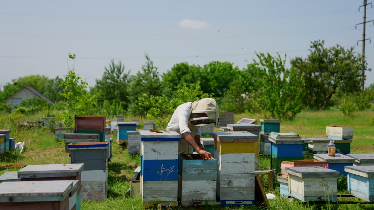 Work at rural bee farm. Male apiarist checks up his bee hives surrounded by numerous insects flying around. Nature backdrop.