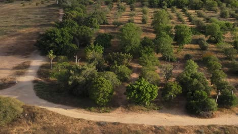 Aerial-transitional-view-from-a-dry-dirt-road-and-trees-to-wide-shot-of-Tel-Aviv,-Israel