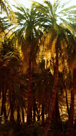 palm trees in the desert