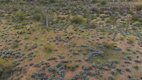 Aerial,-small-herd-of-wild-donkeys-grazing-on-shrub-land-in-Arizona-desert