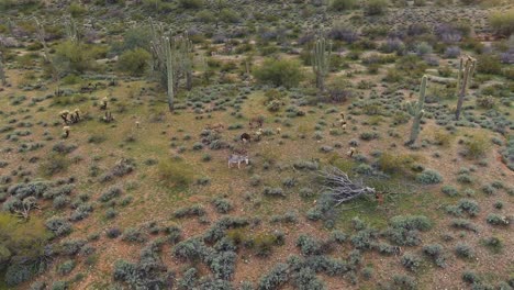 aerial, small herd of wild donkeys grazing on shrub land in arizona desert