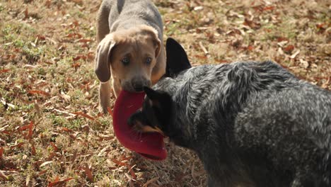 dos cachorros de perro jugando al tirón de la guerra con frisbee en el patio, uno ganando