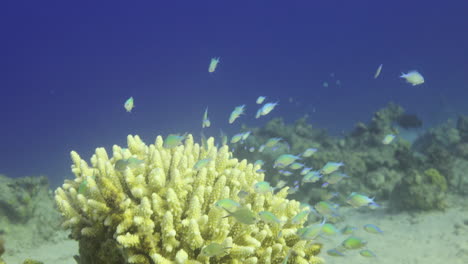 Coral-Acropora-En-El-Arrecife,-Conocido-Como-Coral-De-Mesa,-Coral-Cuerno-De-Alce-Y-Coral-Cuerno-De-Ciervo